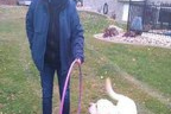 hoop-training-large-dogs-rotated0CD4D777-68F0-0146-6BF6-CE9E4F2B70A3.jpg