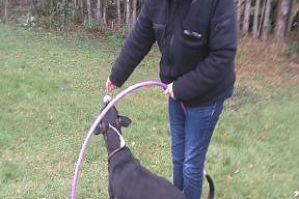 hoop-training-medium-dogs-rotated6876DAF7-2AE5-9811-509F-F7557FD1C235.jpg