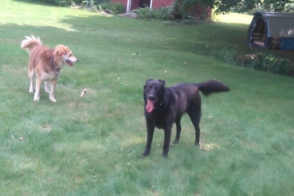 pet-sitting-455467940B-83D6-FE5A-8DCE-08A39FA7BB18.jpg